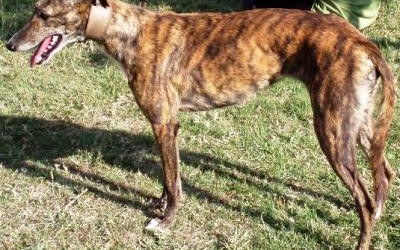 Las estafas aumentan a la par que los robos de galgos