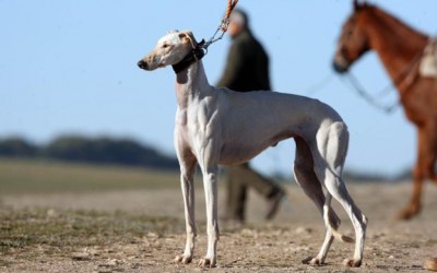 Mañana se abre el plazo para la inscripción del galgo representante.