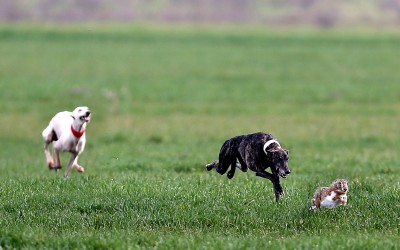 ASCENDENCIA DE LOS GALGOS PARTICIPANTES EN EL LXXIX CAMPEONATO DE ESPAÑA DE GALGOS EN CAMPO COPA S. M. EL REY