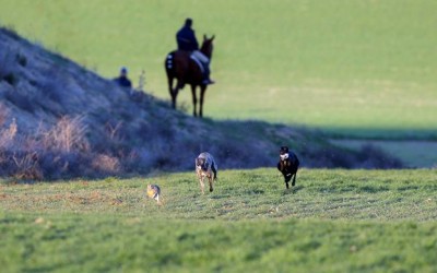 PLAZO PARA LA INSCRIPCIÓN DE CLUBES EN EL LXXIX CTO. DE ESPAÑA DE GALGOS EN CAMPO