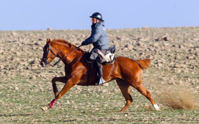 Información importante para caballos del Nacional