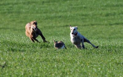 ABIERTO EL PLAZO PARA LA INSCRIPCIÓN DE GALGOS EN EL CTO. DE ESPAÑA