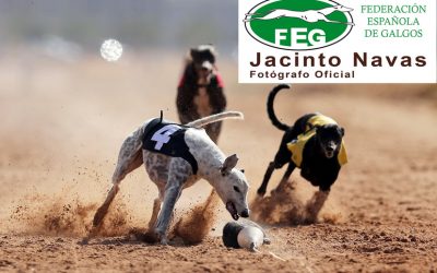 XXXI CAMPEONATO DE ESPAÑA DE GALGOS EN CAMPO CON LIEBRE MECÁNICA