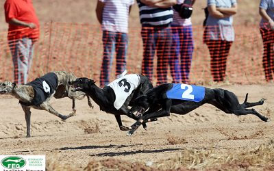 GALGOS PARTICIPANTES EN EL XXXI CTO. DE ESPAÑA DE LIEBRE MECÁNICA