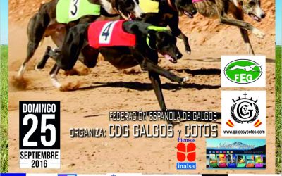 XXX CAMPEONATO DE ESPAÑA DE GALGOS CON LIEBRE MECÁNICA