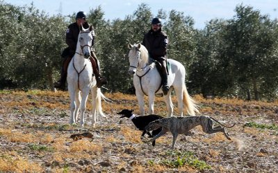 PREVIA DE CUARTOS DE FINAL DEL CAMPEONATO DE ESPAÑA DE GALGOS EN CAMPO