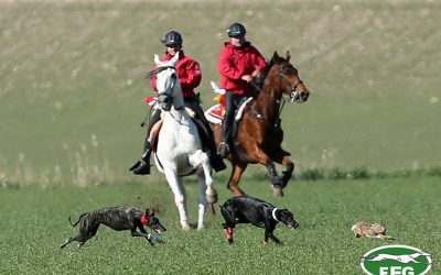 PLAZOS  Y REQUISITOS PARA SOLICITAR ACUDIR DE CARGO TÉCNICO A LA FASE FINAL DEL LXXX CTO DE ESPAÑA DE GALGOS EN CAMPO.