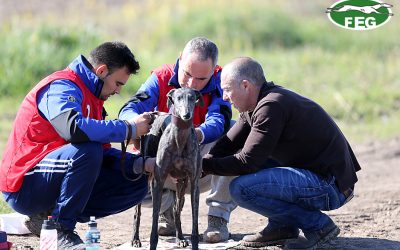 DISTRIBUCIÓN DE GRUPOS Y BASES DE COMPETICIÓN DEL LXXX CAMPEONATO DE ESPAÑA DE GALGOS EN CAMPO