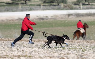 PREVIA DE SEMIFINALES DEL LXXIX CAMPEONATO DE ESPAÑA DE GALGOS COPA S.M. EL REY