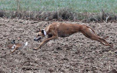 INSCRIPCIÓN DE CLUBES AL LXXX CAMPEONATO DE ESPAÑA DE GALGOS EN CAMPO