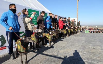 RECONOCIMIENTO VETERINARIO Y PRESENTACIÓN DE LOS GALGOS PARTICIPANTES