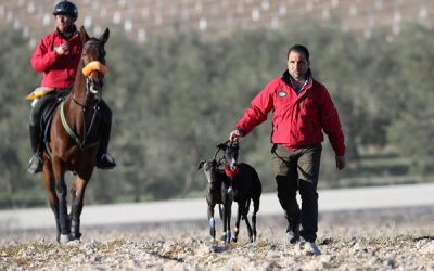 SEGUNDA JORNADA DE OCTAVOS DE FINAL DEL LXXIX CAMPEONATO DE ESPAÑA DE GALGOS EN CAMPO. OSUNA 2017