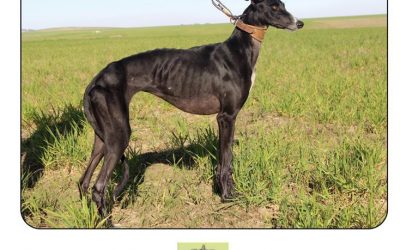 GENEALOGÍA DE LOS GALGOS SEMIFINALISTAS DE LAS FASES PREVIAS