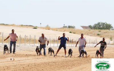 GALGOS PARTICIPANTES EN EL XXXII CTO. DE ESPAÑA DE LIEBRE MECÁNICA.