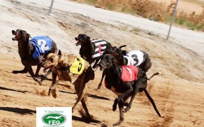 XXXII CAMPEONATO DE ESPAÑA DE GALGOS EN CAMPO CON LIEBRE MECÁNICA. VILLANUEVA DE ALCARDETE (TOLEDO)