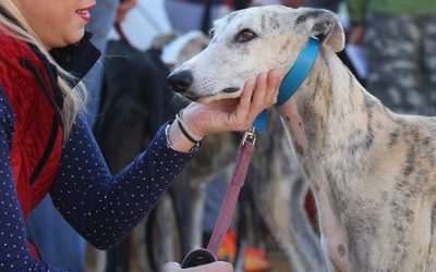 ESTRENAMOS SECCIÓN: EL MUNDO DEL GALGO