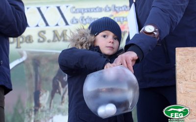 SORTEO DE OCTAVOS DE FINAL DEL LXXXI CTO. DE ESPAÑA DE GALGOS EN CAMPO