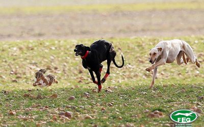 PREVIA DE SEMIFINALES DEL LXXX CAMPEONATO DE ESPAÑA DE GALGOS EN CAMPO COPA S.M. EL REY