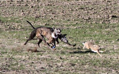 MADRIGAL DE LAS ALTAS TORRES: GALGOS Y  LIEBRES DE CHAMPION