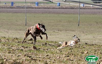 PREVIA DE CUARTOS DE FINAL DEL LXXX CAMPEONATO DE ESPAÑA DE GALGOS EN CAMPO COPA S.M. EL REY.