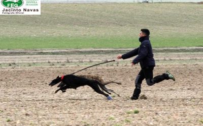 SEGUNDA JORNADA DE OCTAVOS DE FINAL DEL LXXX CAMPEONATO DE ESPAÑA DE GALGOS EN CAMPO, COPA S.M EL REY.