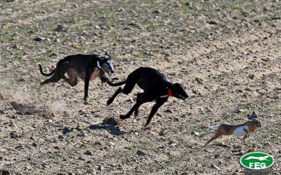 DISTRIBUCIÓN DE GRUPOS Y FECHAS PARA LA CELEBRACIÓN DE LAS FASES PREVIAS AUTONÓMICAS DEL LXXXI CAMPEONATO DE ESPAÑA DE GALGOS EN CAMPO “COPA DE S.M. EL REY”.