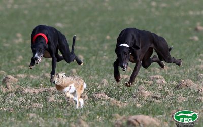 ASCENDENCIA GALGOS PARTICIPANTES LXXXI CAMPEONATO DE ESPAÑA DE GALGOS EN CAMPO