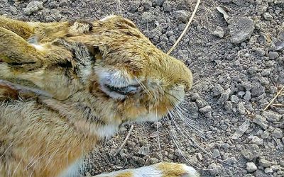 NOTA INFORMATIVA RESPECTO A LA MIXOMATOSIS EN LA LIEBRE IBÉRICA