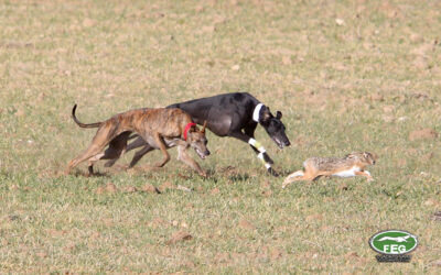 OCTAVOS DE FINAL. LXXXVII CTO DE ESPAÑA DE GALGOS EN CAMPO COPA S.M EL REY