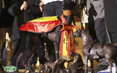 VIDEO DEL LXXXVII CTO DE ESPAÑA DE GALGOS EN CAMPO
